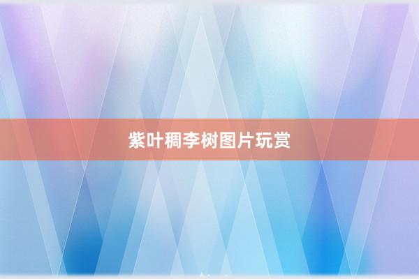 紫叶稠李树图片玩赏